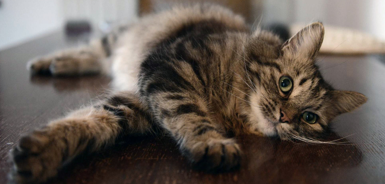 Einstein the cat lying on a table